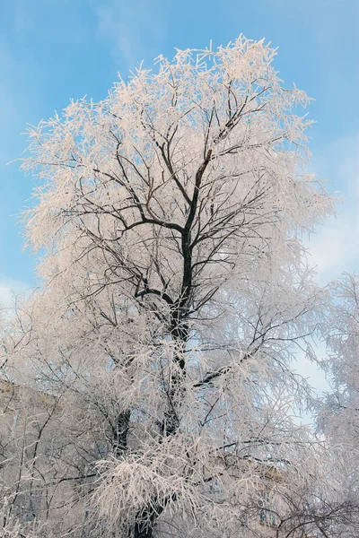 Albero Coperto Neve Inverno Rami Ricoperti Brina Bianca — Foto Stock