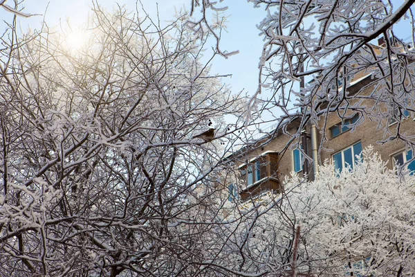 Πουλί Στα Κλαδιά Ενός Χιονισμένου Δέντρου Μπροστά Από Ένα Σπίτι — Φωτογραφία Αρχείου