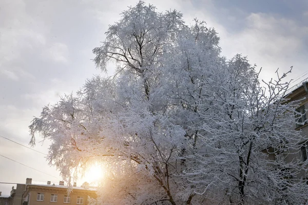 冬天的院子里 被雪覆盖的树 俄罗斯联邦圣彼得堡 — 图库照片