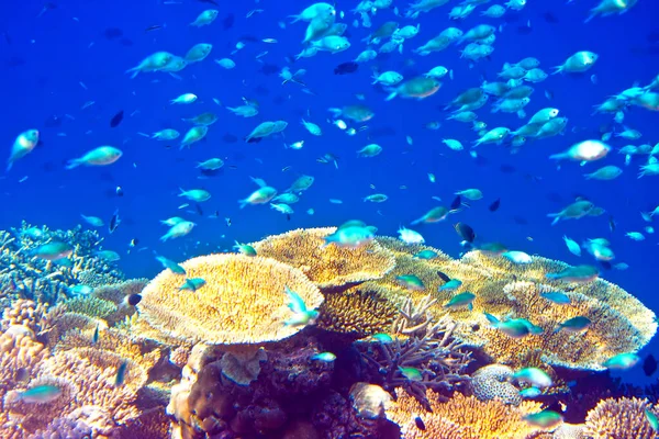 Большая Стая Тропических Рыб Над Коралловым Рифом — стоковое фото