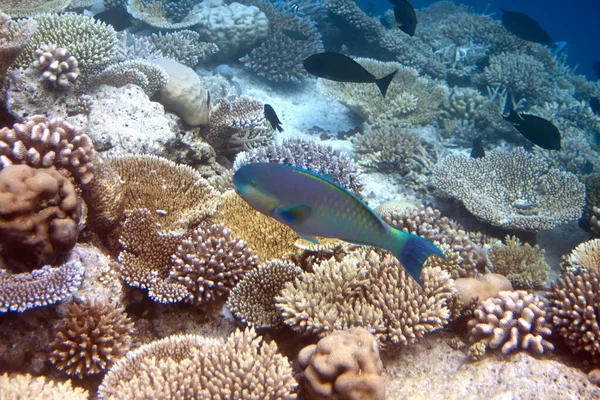 Рыба Над Коралловым Рифом — стоковое фото