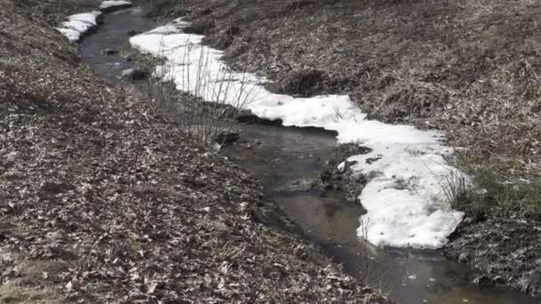 Scioglimento del ghiaccio sul fiume nella foresta, neve bianca sulle rive del fiume — Video Stock