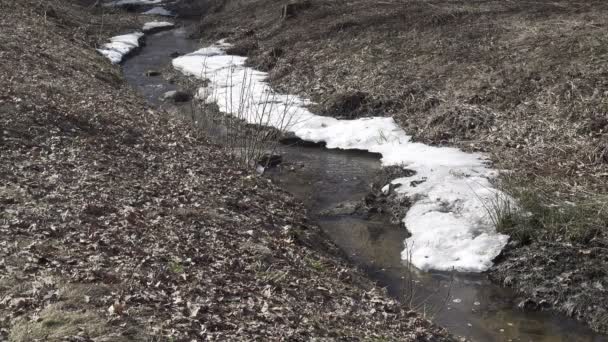 Topnienia lodu nad rzeką, w lesie, biały śnieg nad brzegiem rzeki — Wideo stockowe