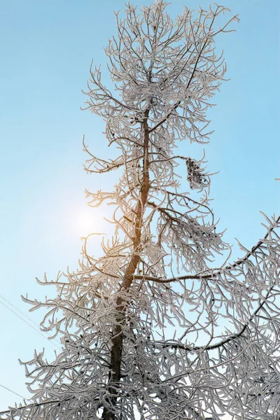 Zasněžené Strom Zimě Větve Vztahuje White Frost — Stock fotografie