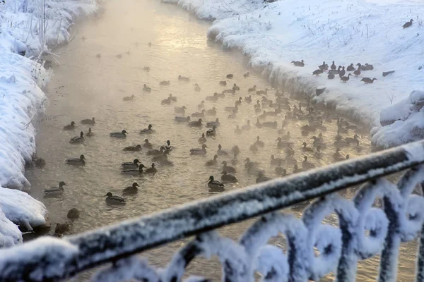 Велика Зграя Качок Річці Взимку Береги Снігу Парочка Води Перила — стокове фото