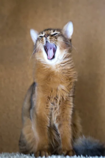 Fluffy Red Cat Green Eyes Somali Breed Yawns Small Depth — Stock Photo, Image