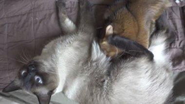 Yetişkin kedi mekong kısa kuyruk ve kedi yavrusu Somali. Kedi yavrusu yetişkin kedide süt emer., 