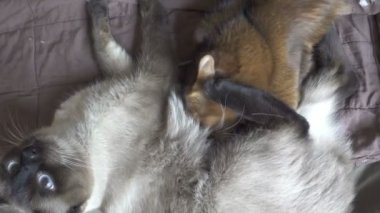 Yetişkin kedi mekong kısa kuyruk ve kedi yavrusu Somali. Kedi yavrusu yetişkin kedide süt emer., 