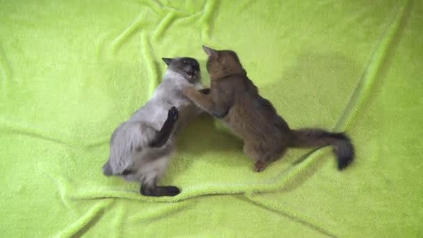 Adult cat mekong bobtail and kitten somali play with each other,The kitten of Somali jumps up on the camera,Slow Motion — Stock Video