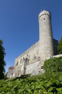 Uzun boylu Hermann - Toompea Castle Toompea tepe üzerinde bir kule. Tallinn, Estonya