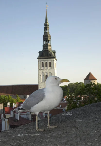 Megfigyelő Fedélzetre Háttérben Városháza Tornyának Mellvéd Sirály Tallinn Észtország — Stock Fotó