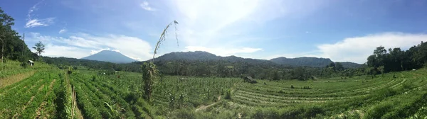 Panoramatický Výhled Obdělávaná Zelená Pole Džungli Hory Indonésie Bali — Stock fotografie