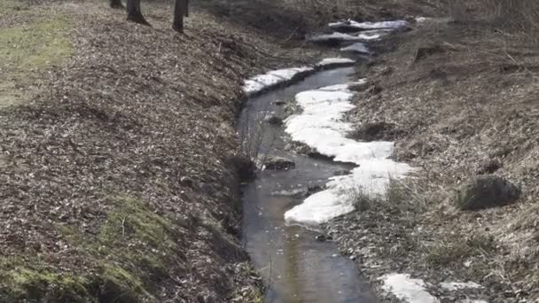 Fluss, Bach durch Mischwälder im Frühling mit Schnee an den Rändern, Dolly-Zoom — Stockvideo