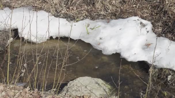 Nahaufnahme von Bach, Flusswasserfall im Wald im Frühling mit Steinen und Schnee. Aufnahme in 4K UHD — Stockvideo