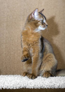 Genç Somalili kedi yavrusu ayakları havada oturuyor.