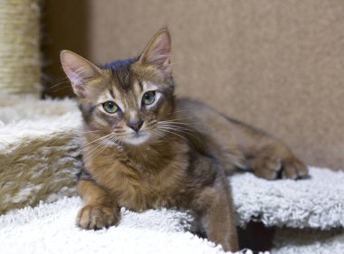 Genç Somalili kedi yavrusu kedi kompleksinin üzerinde yatıyor