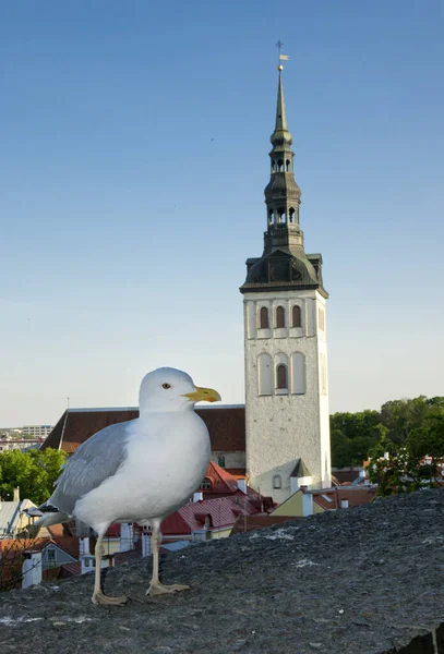 Gaivota Parapeito Convés Observação Torre Prefeitura Contexto Tallinn Estónia — Fotografia de Stock