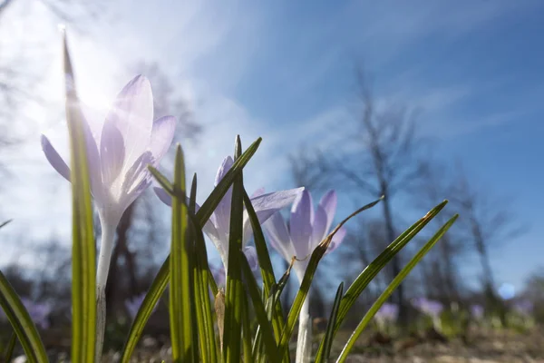 青い空と太陽の光を背景に早春に紫色の花を咲かせ — ストック写真