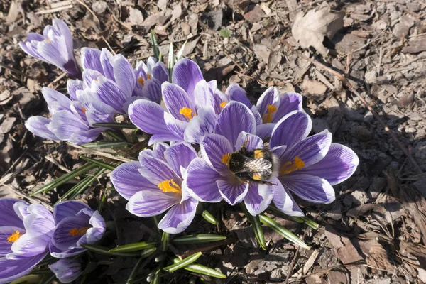 Abeja Primaveral Los Azafranes Que Florecen Entre Foliag Seco Viejo — Foto de Stock