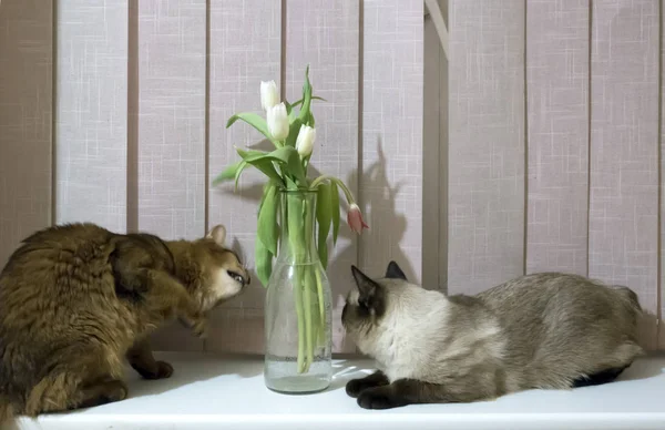 泰国短尾海豹和红色蓬松的索马里品种的幼猫在花瓶里玩花 — 图库照片