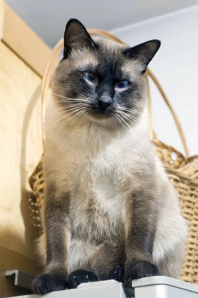 Gato Tailandés Sienta Mira Cámara Desde Arriba — Foto de Stock