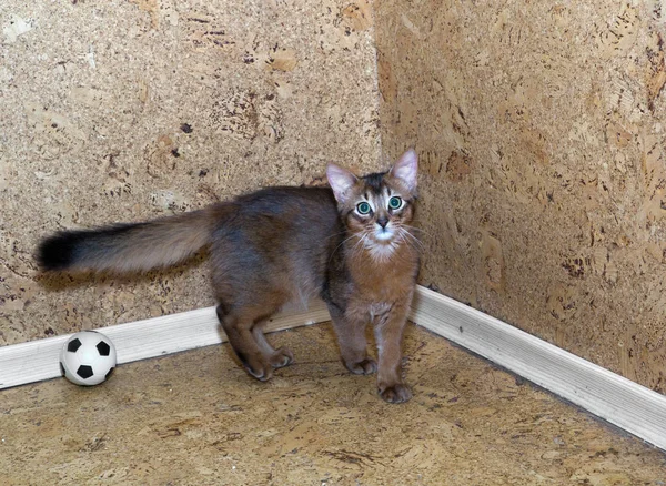 Genç Somalili Kedi Mantar Duvarına Yaslanmış — Stok fotoğraf