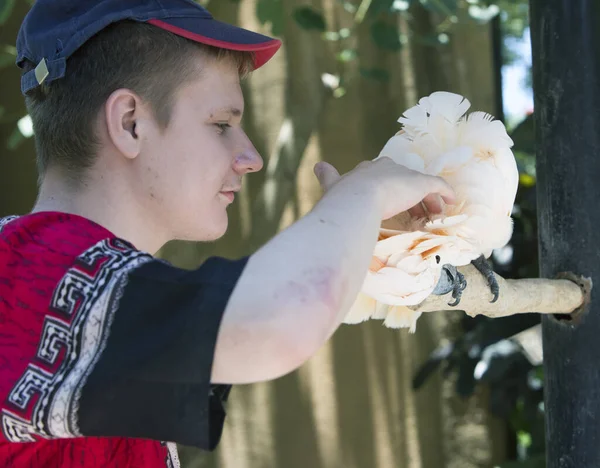 Den Unge Mannen Kliar Vit Papegoja Snut — Stockfoto