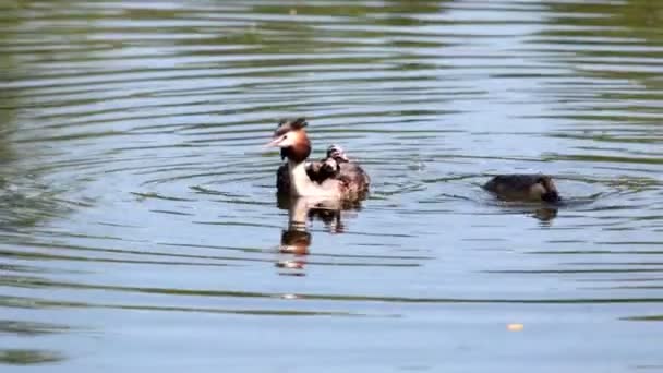 Большой гребень гриб Podiceps cristatus большой утки и утки на озере, родители кормят цыплят, которые сидят под крылом на мамы обратно — стоковое видео
