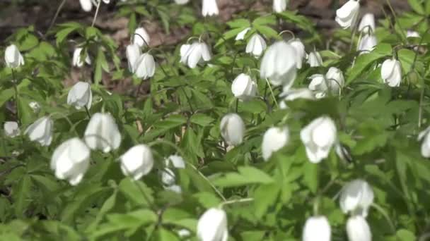 Claro bosque con nevadas blancas a principios de la primavera, Viento columpios flores, Dolly zoom — Vídeos de Stock