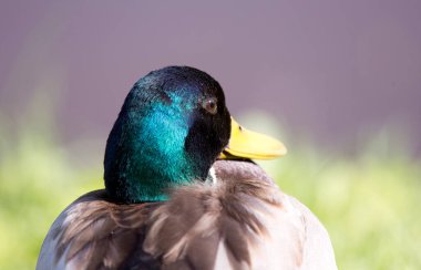 Drake kafası, portre, yeşil otların arka planında yakın plan.
