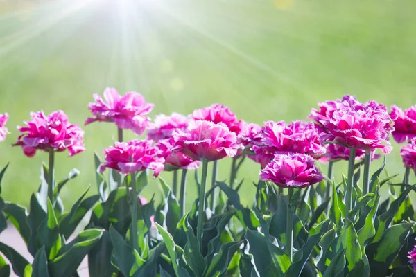 Весна Тюльпанов Парке Россия — стоковое фото