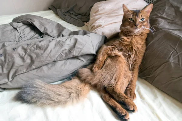 Pluizige Rode Kat Met Groene Ogen Somalisch Ras Zit Leunend — Stockfoto