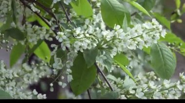 Prunus padus, kuşkirazı, böğürtlen, hagberry ya da mayday ağacı olarak da bilinir, gül familyasından bir çiçek bitkisidir. Yarışta çiçekleri olan bir tür alt cins Padus 'tur..