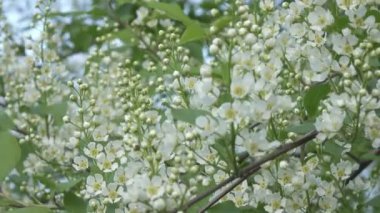 Güneşli bir bahar gününde beyaz çiçekler ve yeşil yapraklarla çiçek açan kiraz ağaçları, orta çiçeklere odaklan.