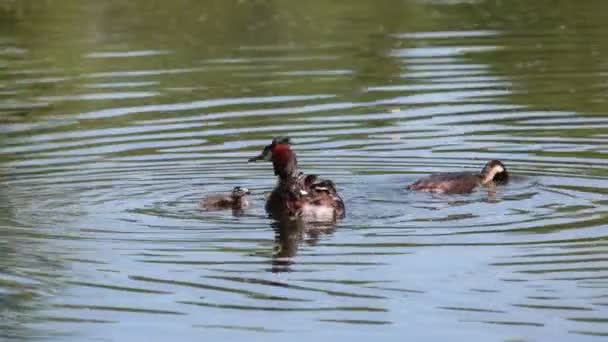 Великий гребінь Подікепс критикує велику качку і каченя на озері, батьки годують курчат, які сидять під крилом на маминій спині — стокове відео