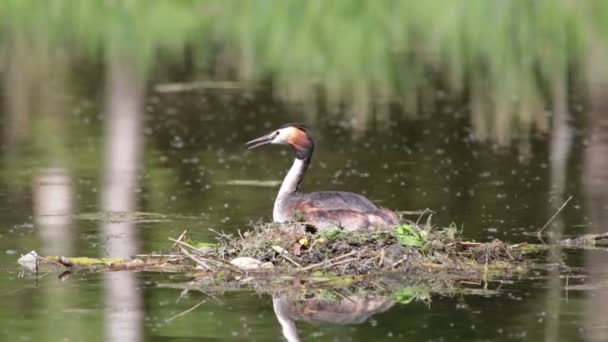 Grande Grebe Crested, Podiceps cristatus, sul nido su un lago di foresta in una giornata di sole — Video Stock