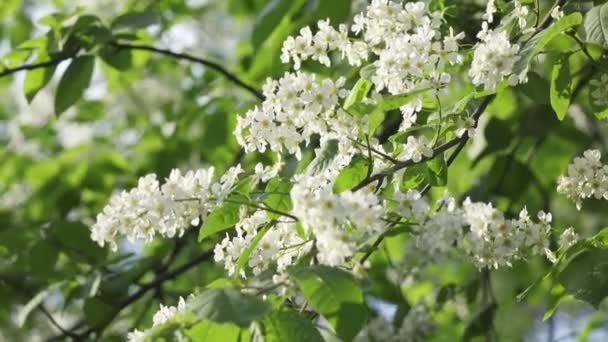 Ramo de cerezo pájaro floreciente con flores blancas y hojas verdes en un soleado día de primavera.Enfoque en flores medianas — Vídeos de Stock