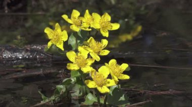 Marigold Caltha Palustris, sarı bahar çiçekleri erimiş kardan taşmış bir orman direğinde büyüyen çiçekler, 4K UHD 'de çekilen