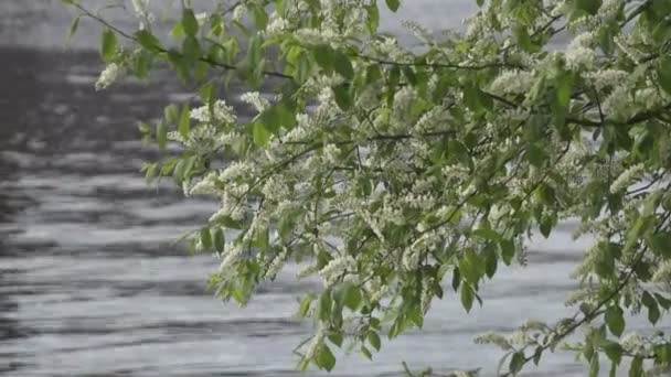 Цветущая вишня с белыми цветами и зелеными листьями в солнечный весенний день на фоне лесного озера, Долли зум — стоковое видео