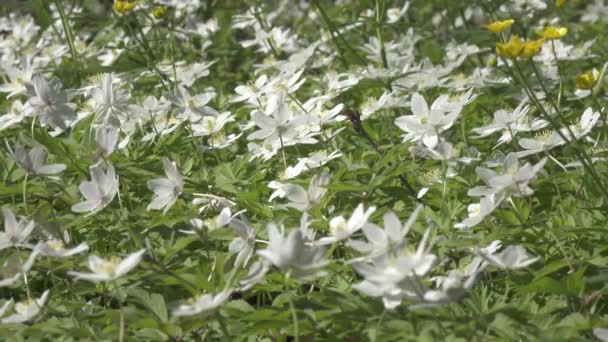 바람 이 부는 쪽 과 저 쪽으로 아름다운 흰 방울 꽃이 매달려 있습니다. 스노드롭 숲. 4K UHD 에서 forest.shot 에 눈 드롭의 멋진 모습 — 비디오
