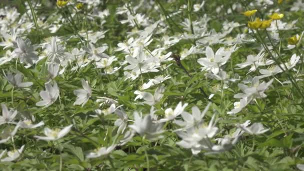 En vacker snödroppsblomma dinglar från stormen till sidan och bortom vinden. Snöfallsskog. En magnifik utsikt över bildandet av en snöfall i skogen.Shot i 4K UHD — Stockvideo