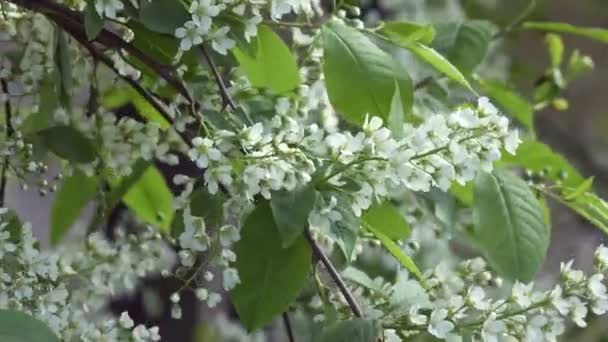 Prunus padus, conhecida como cereja de pássaro, hackberry, hagberry ou árvore Mayday, é uma planta com flor da família Rosaceae. É uma espécie de subgênero Padus, que tem flores em racemos . — Vídeo de Stock