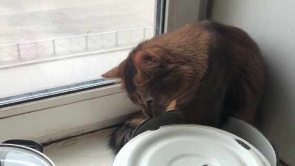 Fluffig röd katt med gröna ögon Somalisk ras Försöker få mat ur en vit kastrull — Stockvideo