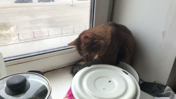 Пушистый красный кот с зелеными глазами сомалийской породы пытается получить пищу из белой кастрюли, выстрел в 4K UHD — стоковое видео
