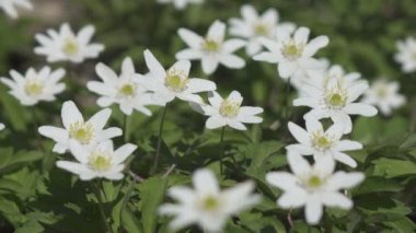 İlkbaharın başlarında beyaz kar damlalarıyla dolu bir orman, güzel bir kar tanesi fırtınadan yana ve rüzgarın ötesinde sarkır. Ormanda bir kar damlası oluşumunun görüntüsü.