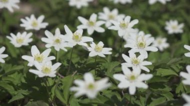 İlkbaharın başlarında beyaz kar damlalarıyla dolu bir orman, güzel bir kar tanesi fırtınadan yana ve rüzgarın ötesinde sarkır. Ormanda bir kar damlası oluşumunun görüntüsü.