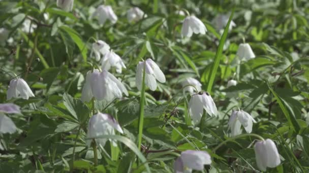 Erdő Tisztás Fehér Hócseppekkel Kora Tavasszal Egy Gyönyörű Hóvirág Lóg — Stock videók
