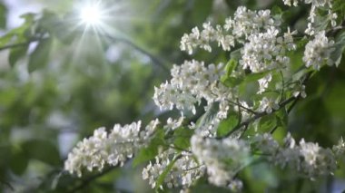 Prunus padus, kuşkirazı, böğürtlen, hagberry ya da mayday ağacı olarak da bilinir, gül familyasından bir çiçek bitkisidir. Yarışta çiçekleri olan bir tür alt cins Padus 'tur..