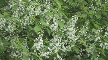Prunus padus, kuşkirazı, böğürtlen, hagberry ya da mayday ağacı olarak da bilinir, gül familyasından bir çiçek bitkisidir. Yarışta çiçekleri olan bir tür alt cins Padus 'tur..