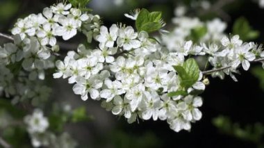 Prunus padus, kuşkirazı, böğürtlen, hagberry ya da mayday ağacı olarak da bilinir, gül familyasından bir çiçek bitkisidir. Yarışta çiçekleri olan bir tür alt cins Padus 'tur..
